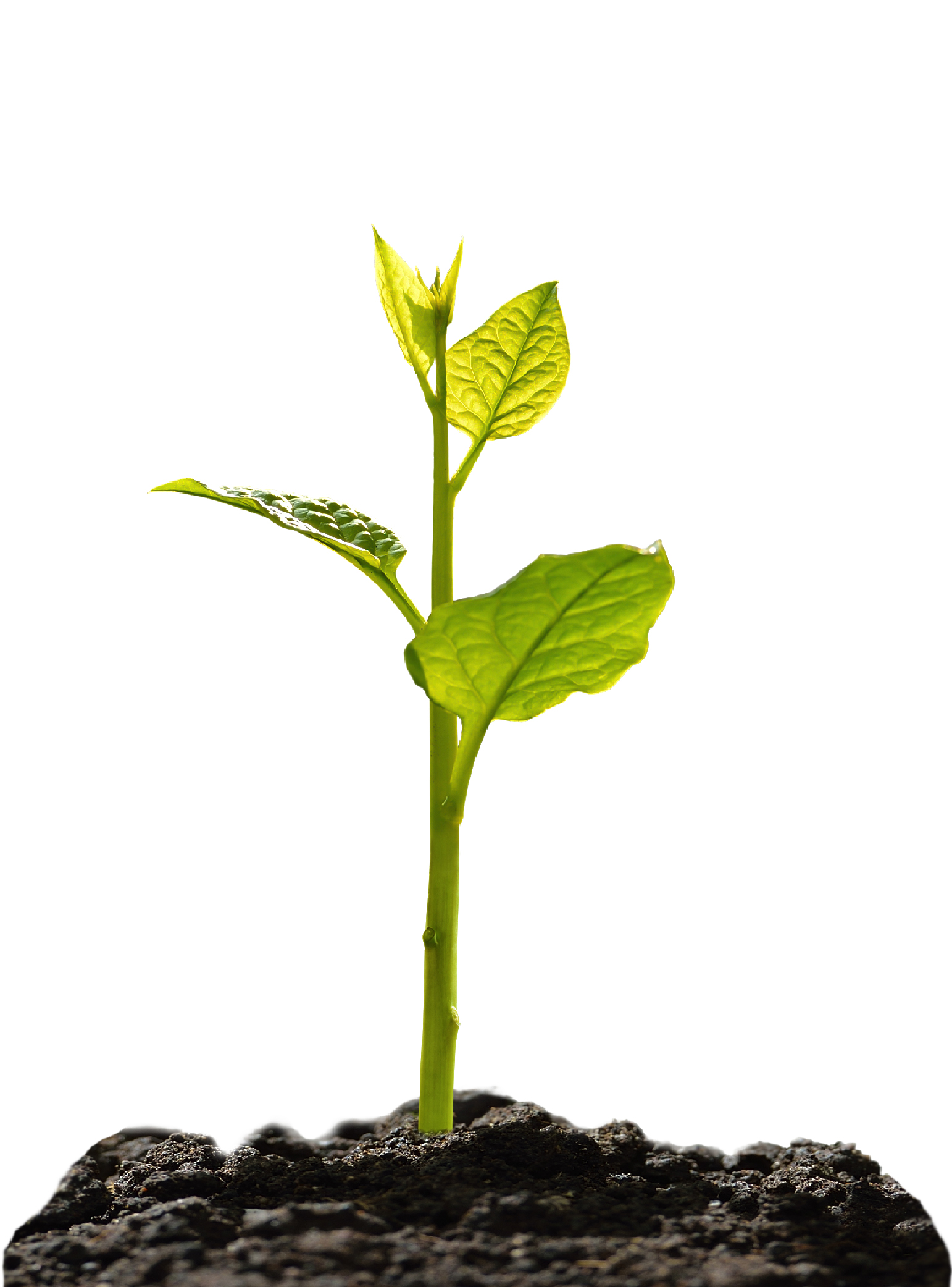 Tentang Supplier Kepiting