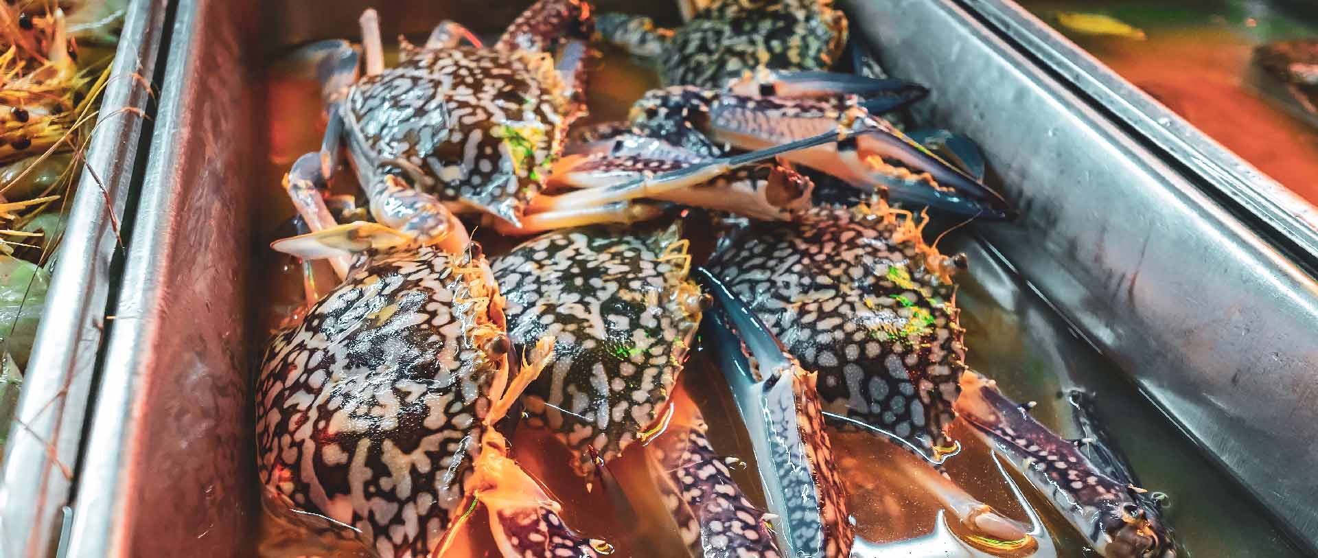 Banner Supplier Kepiting Rajungan dan Seafood