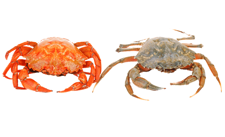 Promo Supplier Kepiting